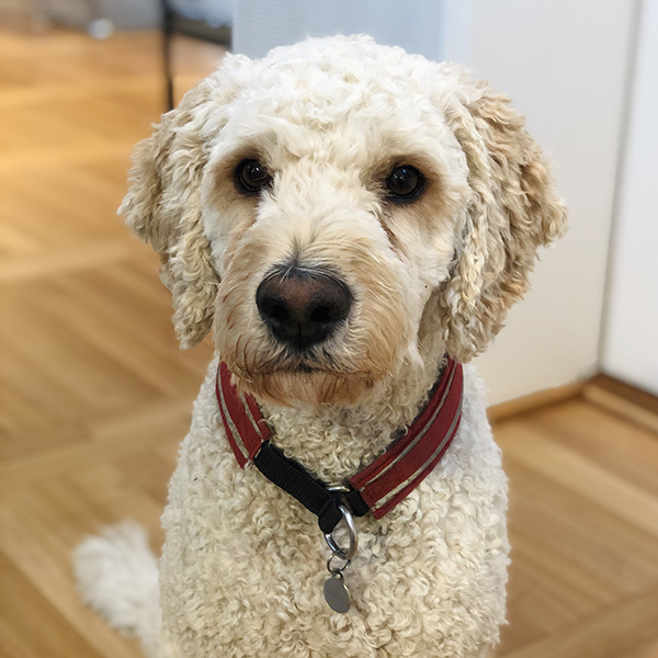 Portrett av Aussie, Senior Kontorhund