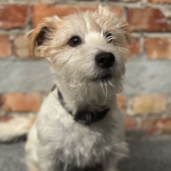 Portrett av Ipa, Kontorhund